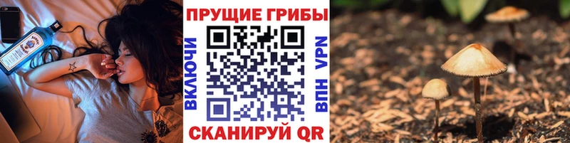 как найти наркотики  Буйнакск  Псилоцибиновые грибы мицелий 
